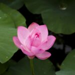 A serene pink lotus blooming amidst lush green leaves, symbolizing peace and purity.